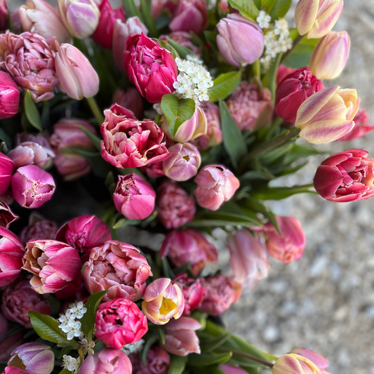 Tulip Bulb Collection