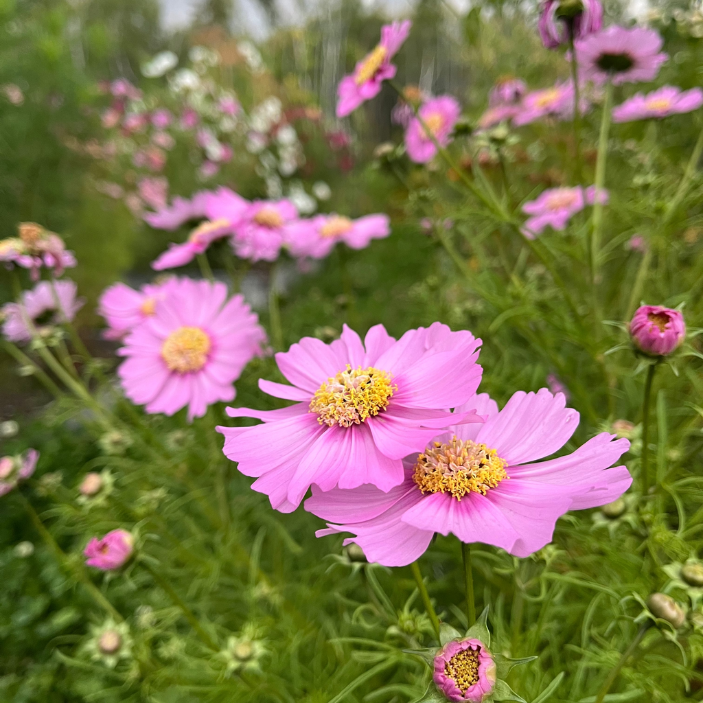 Cosmos 'Fleurelle's Garden Meadow'