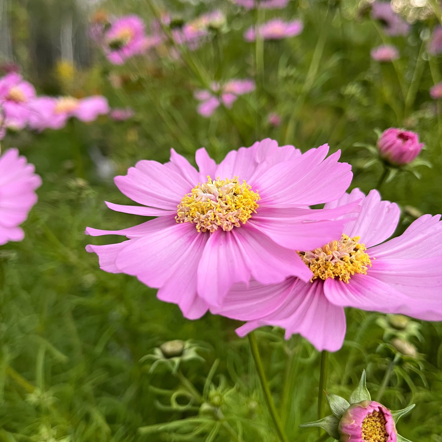 Cosmos 'Garden Meadow'