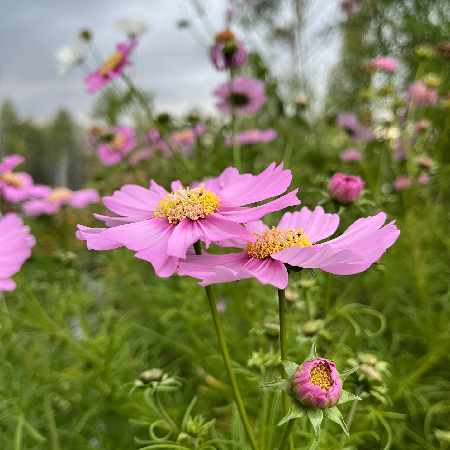 Cosmos 'Garden Meadow'