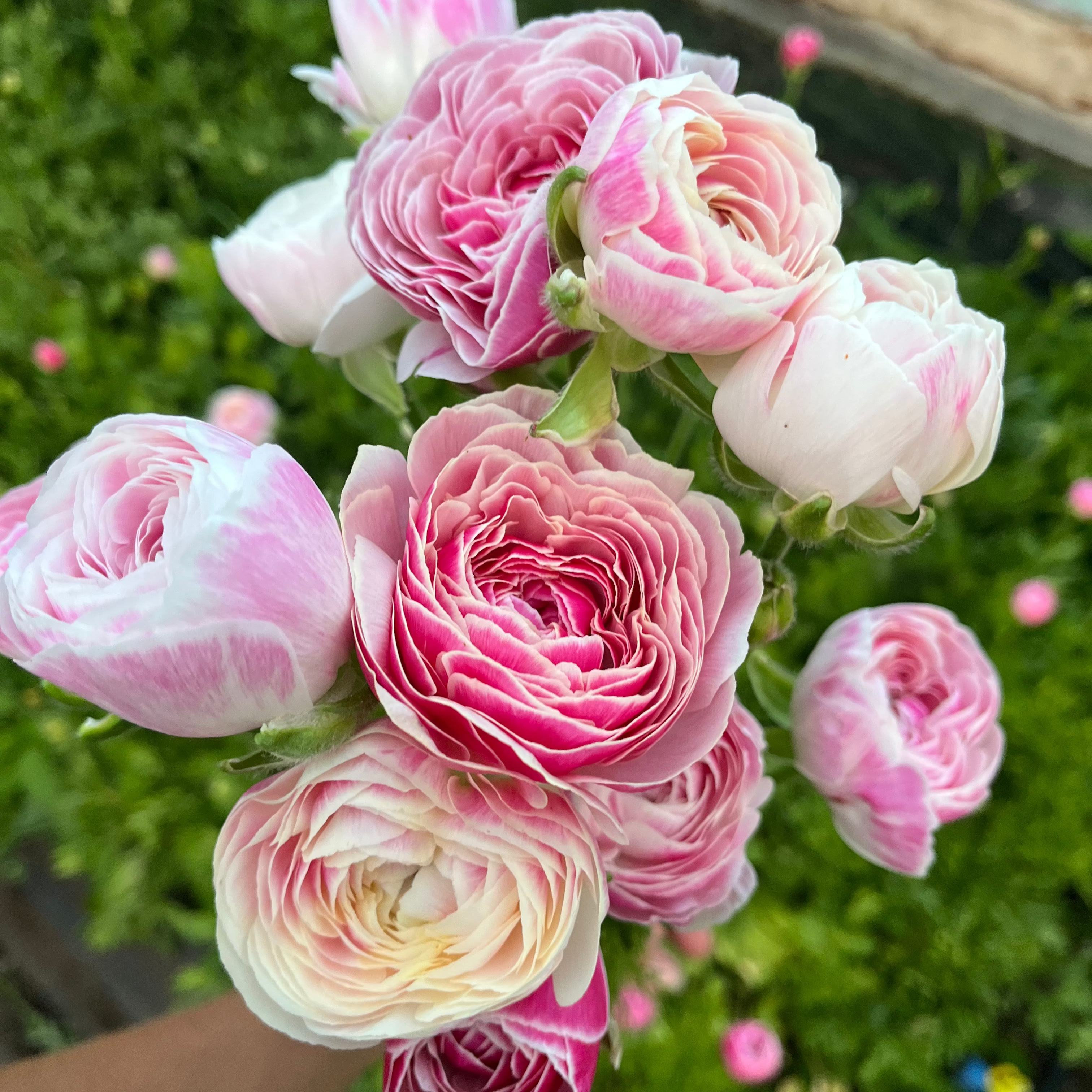 Ranunculus 'Porcelaine'
