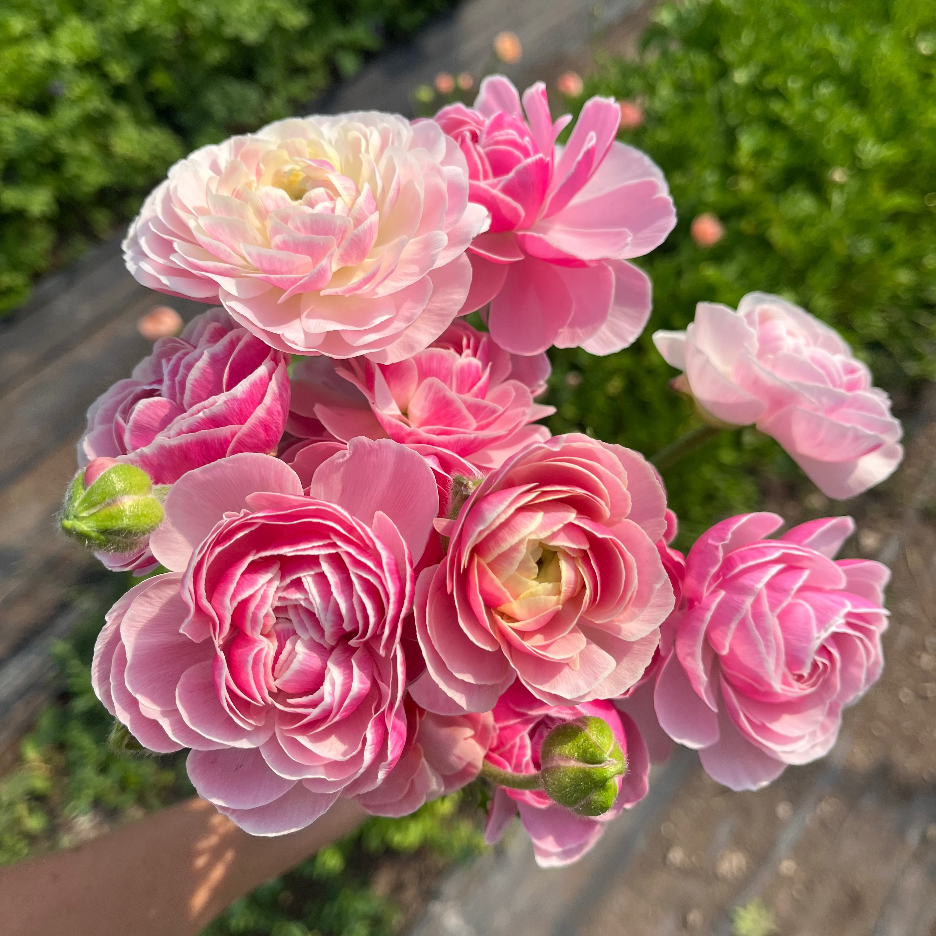 Ranunculus 'Porcelaine'