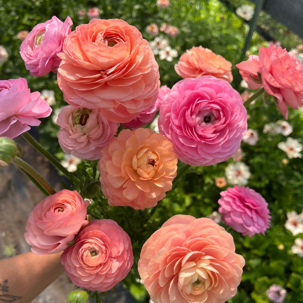 Ranunculus 'Pastel'