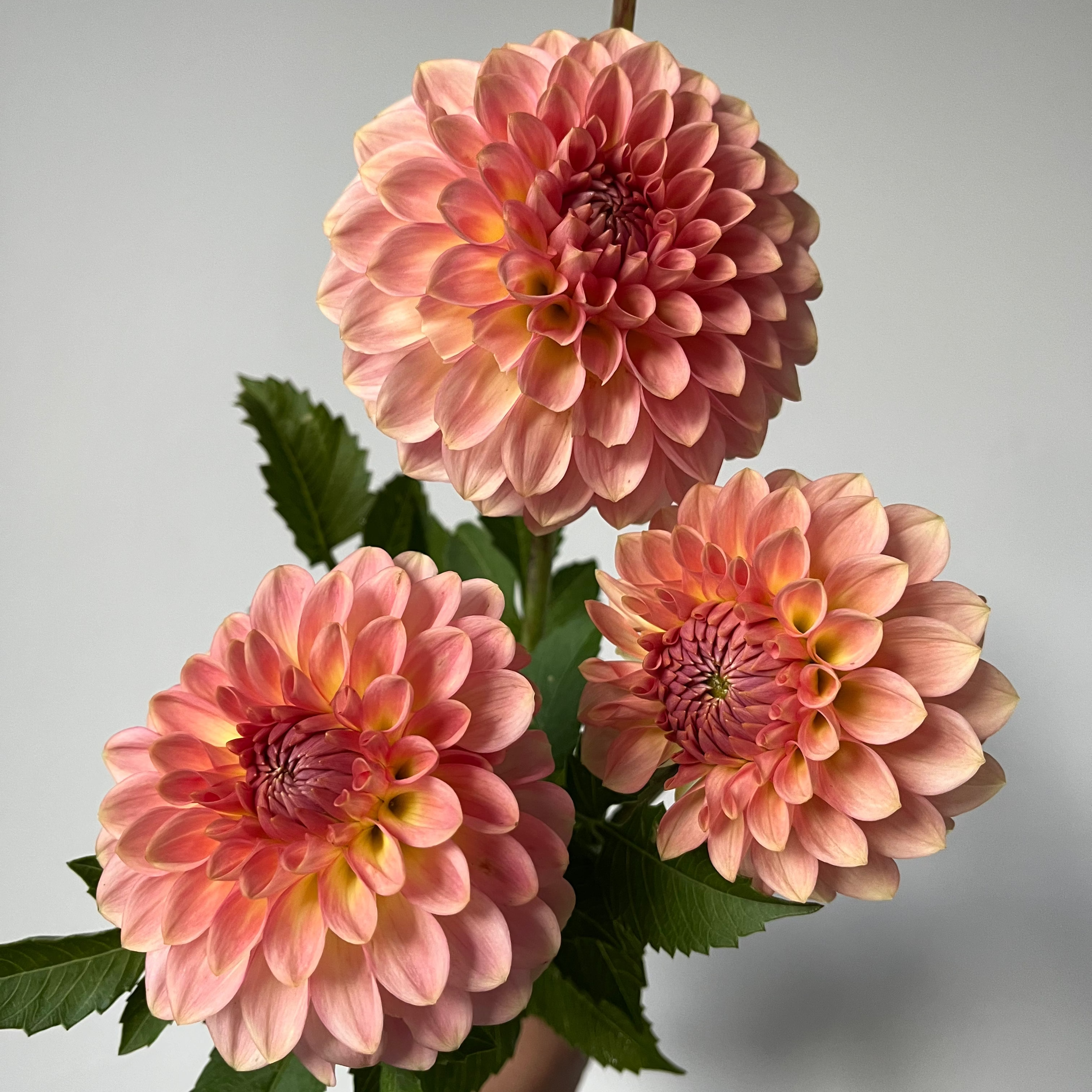 Dahlia '20th Ave Softer Peach'