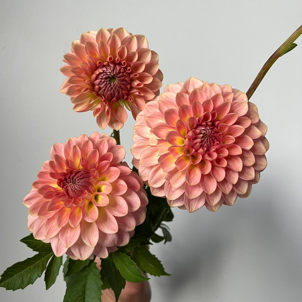Dahlia '20th Ave Softer Peach'