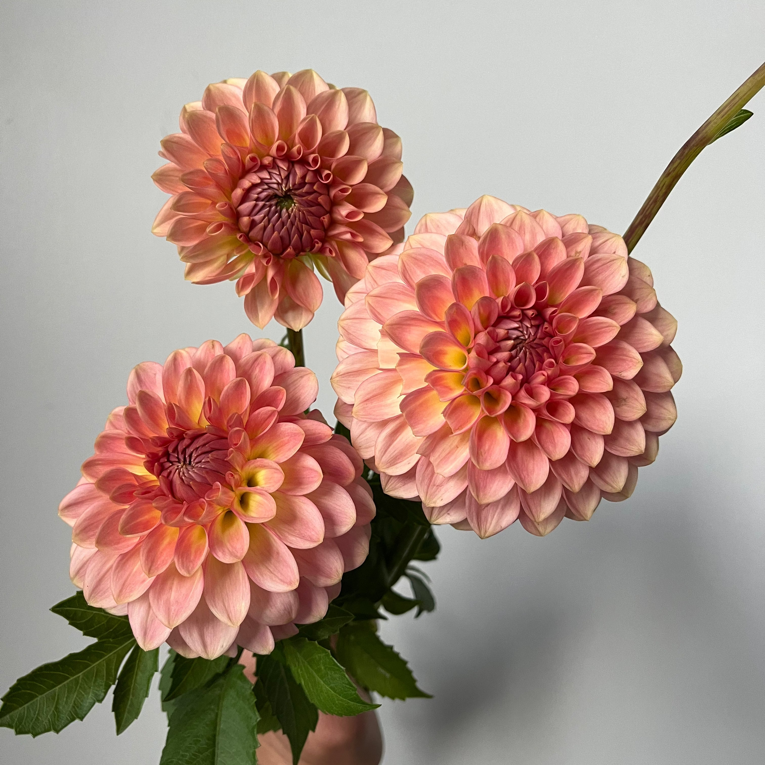 Dahlia '20th Ave Softer Peach'