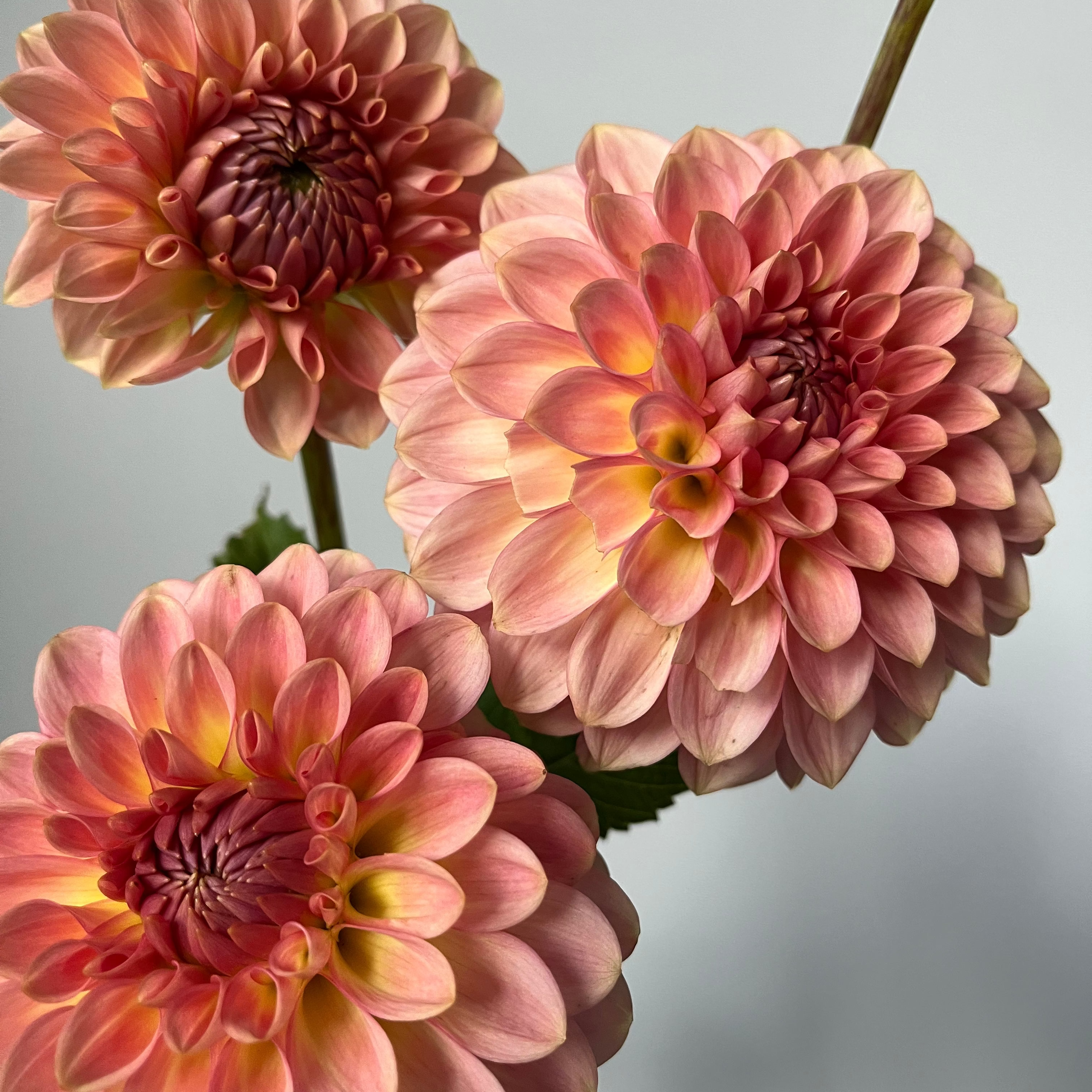Dahlia '20th Ave Softer Peach'