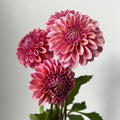 Dahlia 'Bracken Rose'