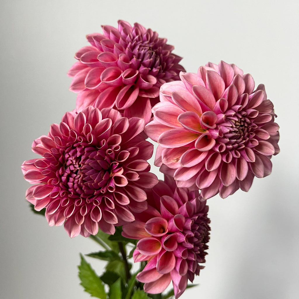 Dahlia 'Bracken Rose'