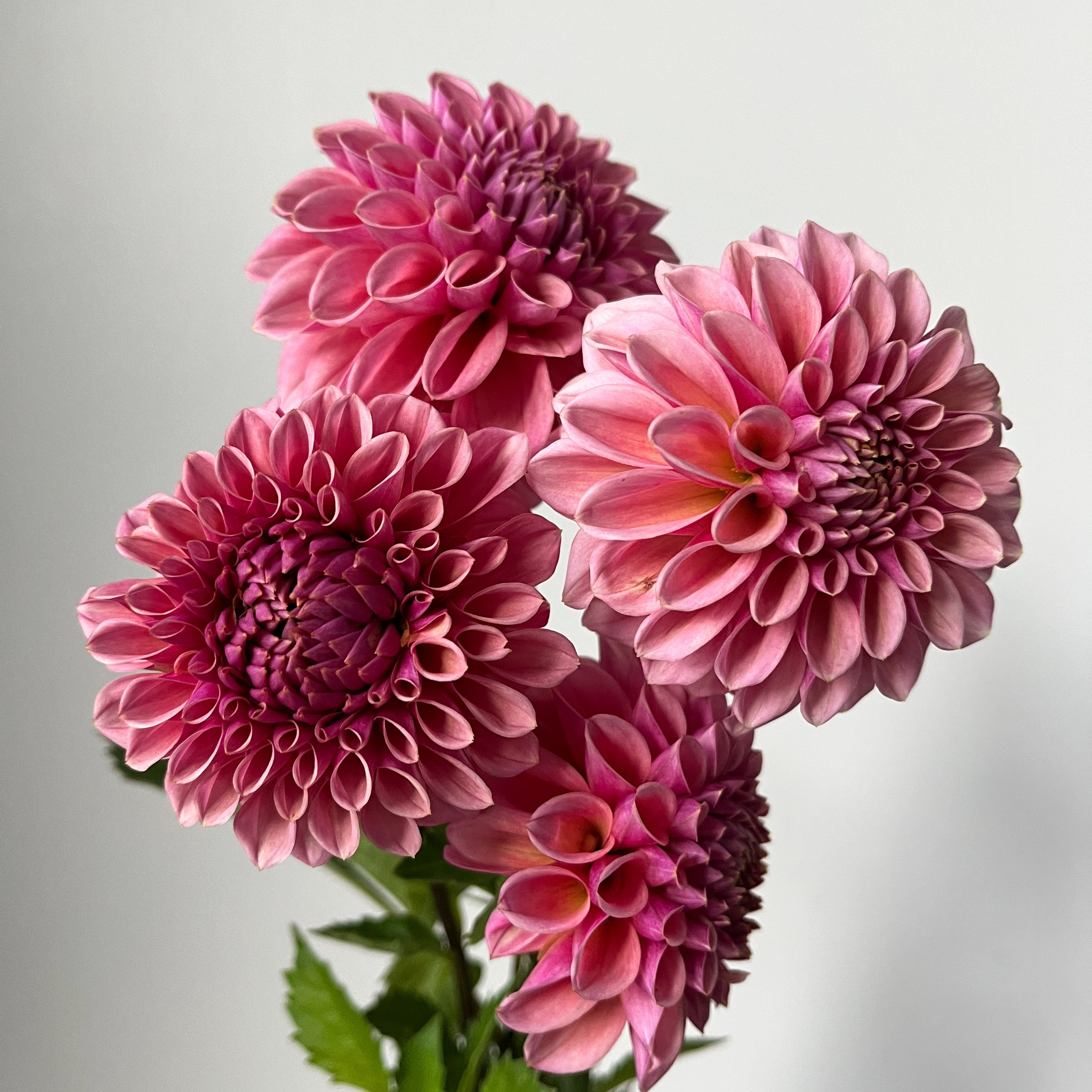 Dahlia 'Bracken Rose'