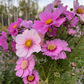 Cosmos 'Garden Meadow'