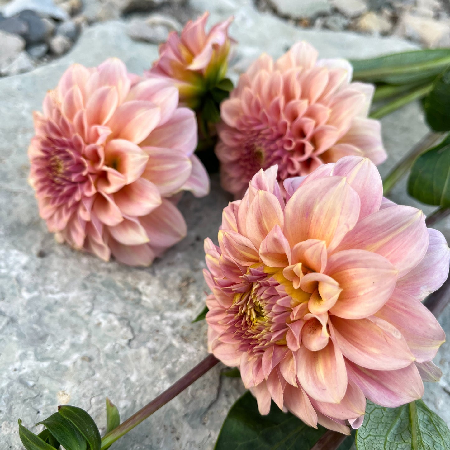 Dahlia 'Rock Run Ashley'