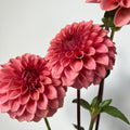 Dahlia 'Keltie Rose'