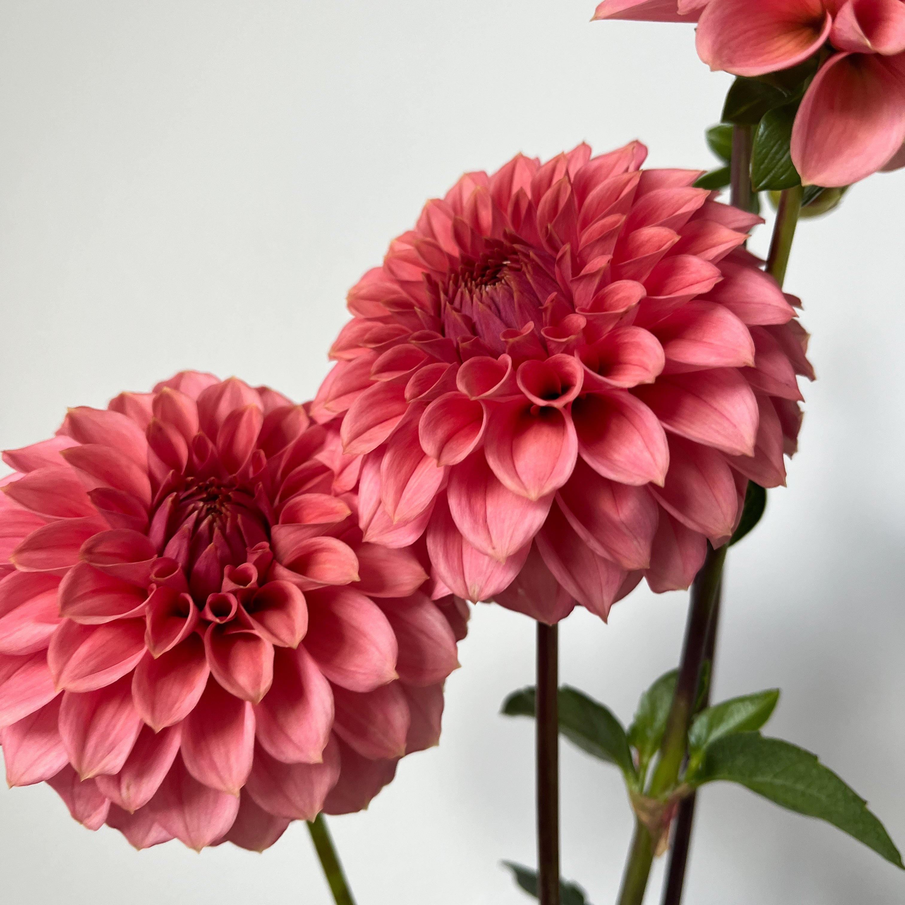 Dahlia 'Keltie Rose'