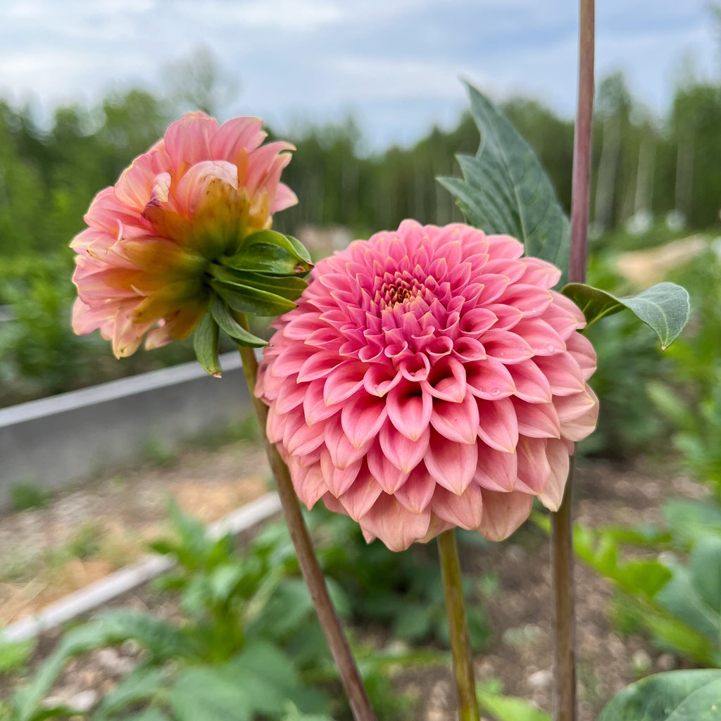 Dahlia 'Rock Run Ashley'
