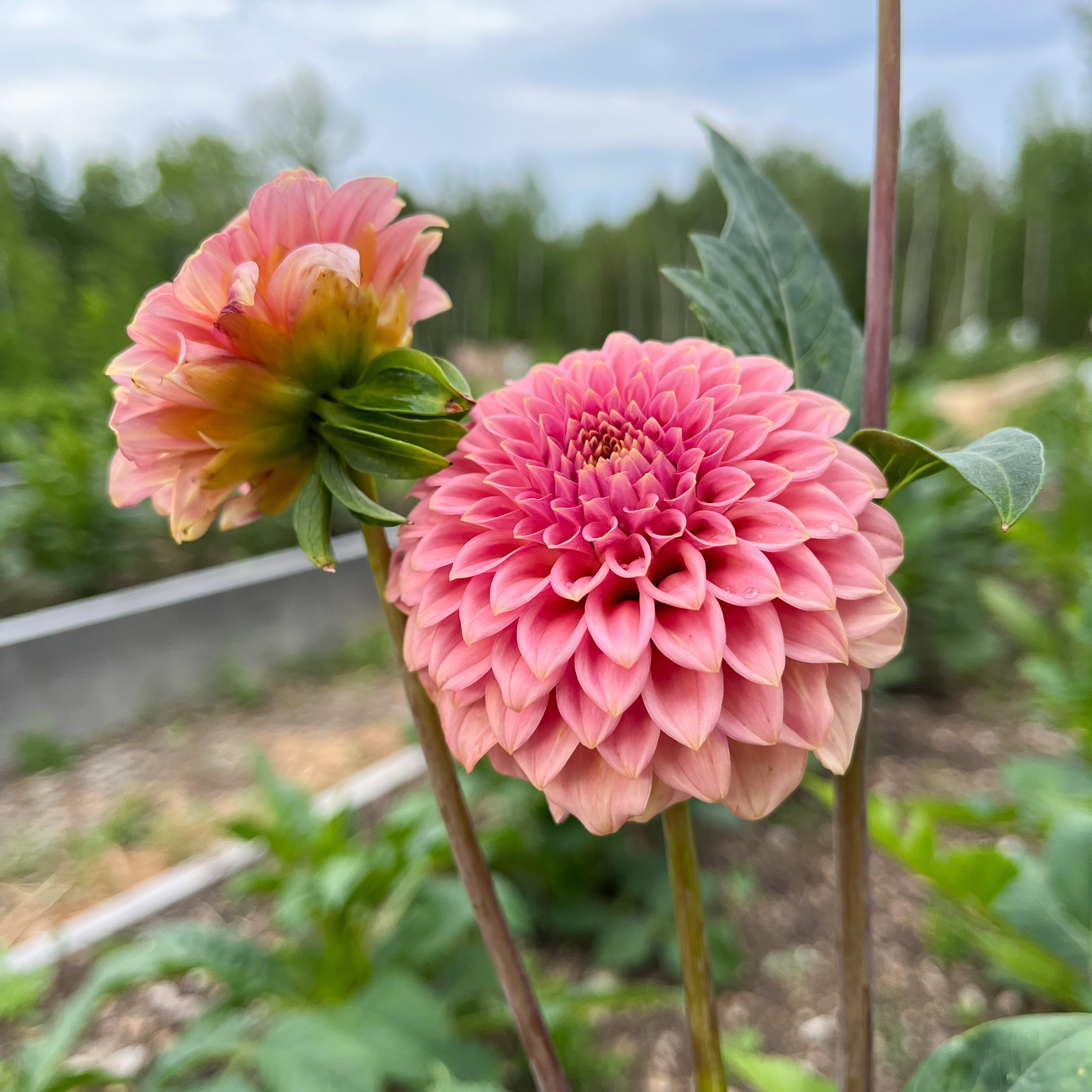 Dahlia 'Rock Run Ashley'