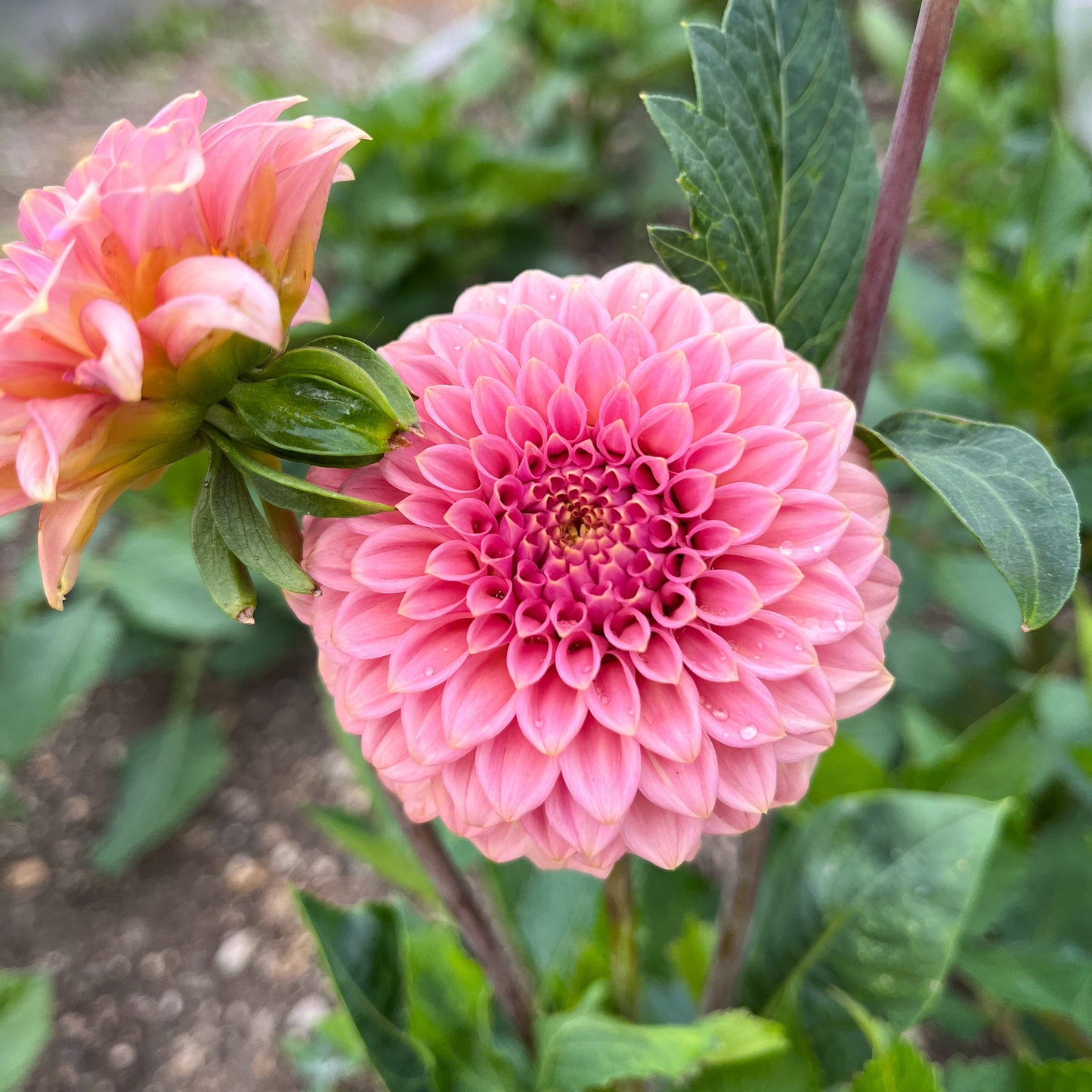 Dahlia 'Rock Run Ashley'