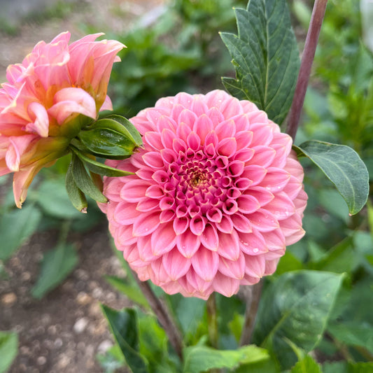 Dahlia 'Rock Run Ashley'