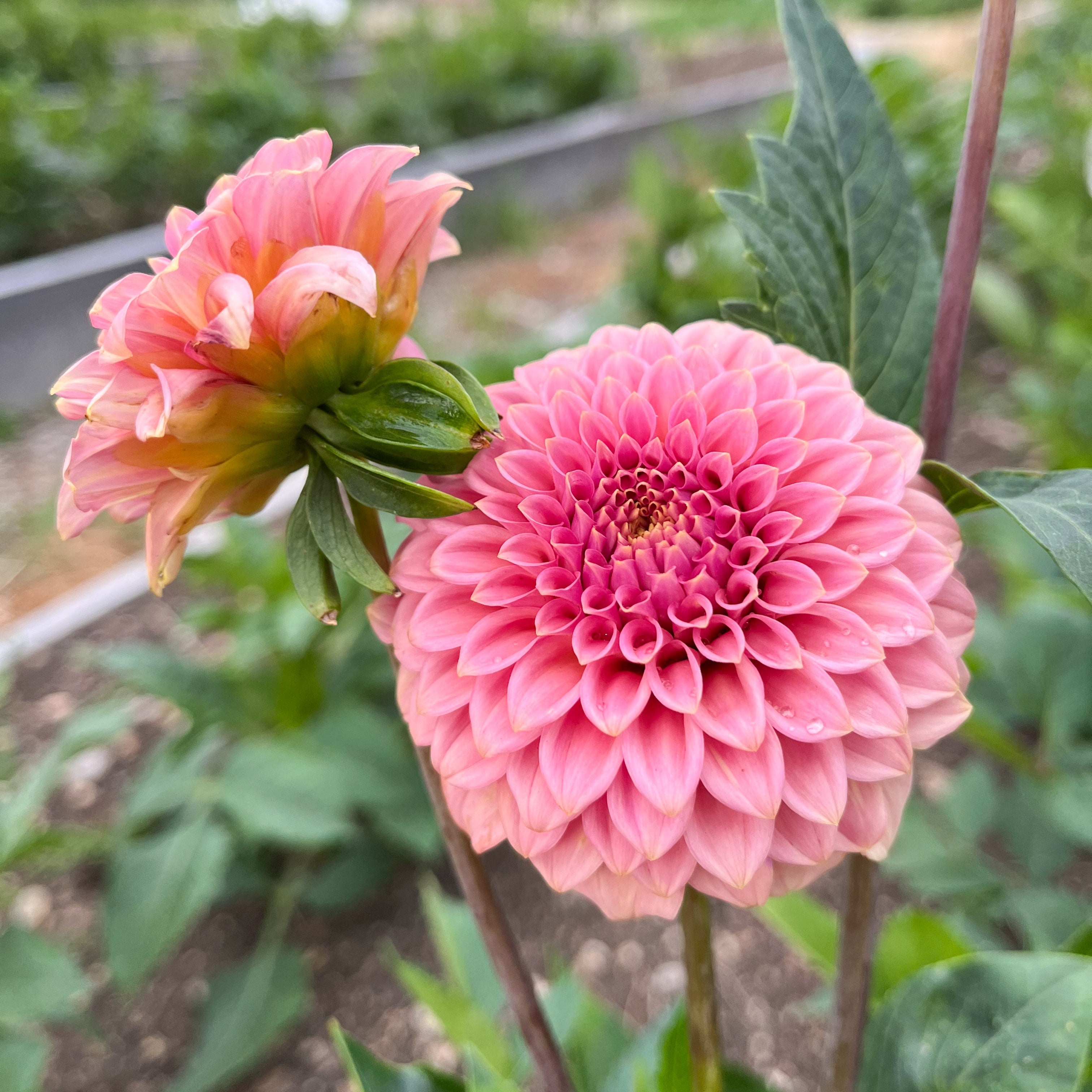 Dahlia 'Rock Run Ashley'