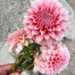 Dahlia 'Peaches n' Cream'