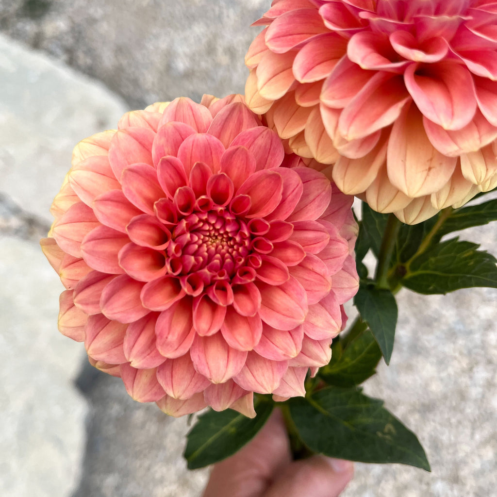 Dahlia 'Rose Toscano'