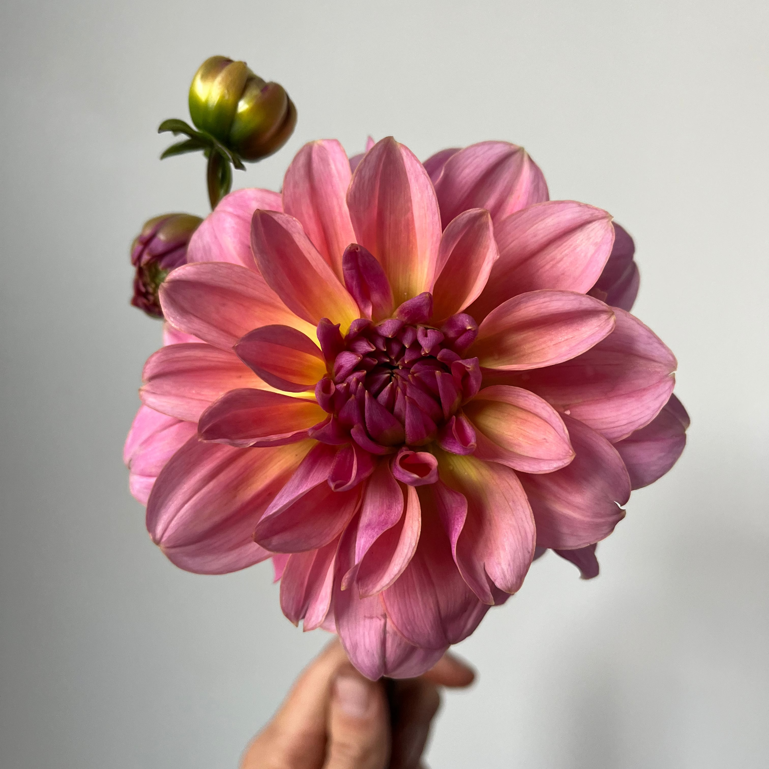 Dahlia 'Bracken Aquarius'