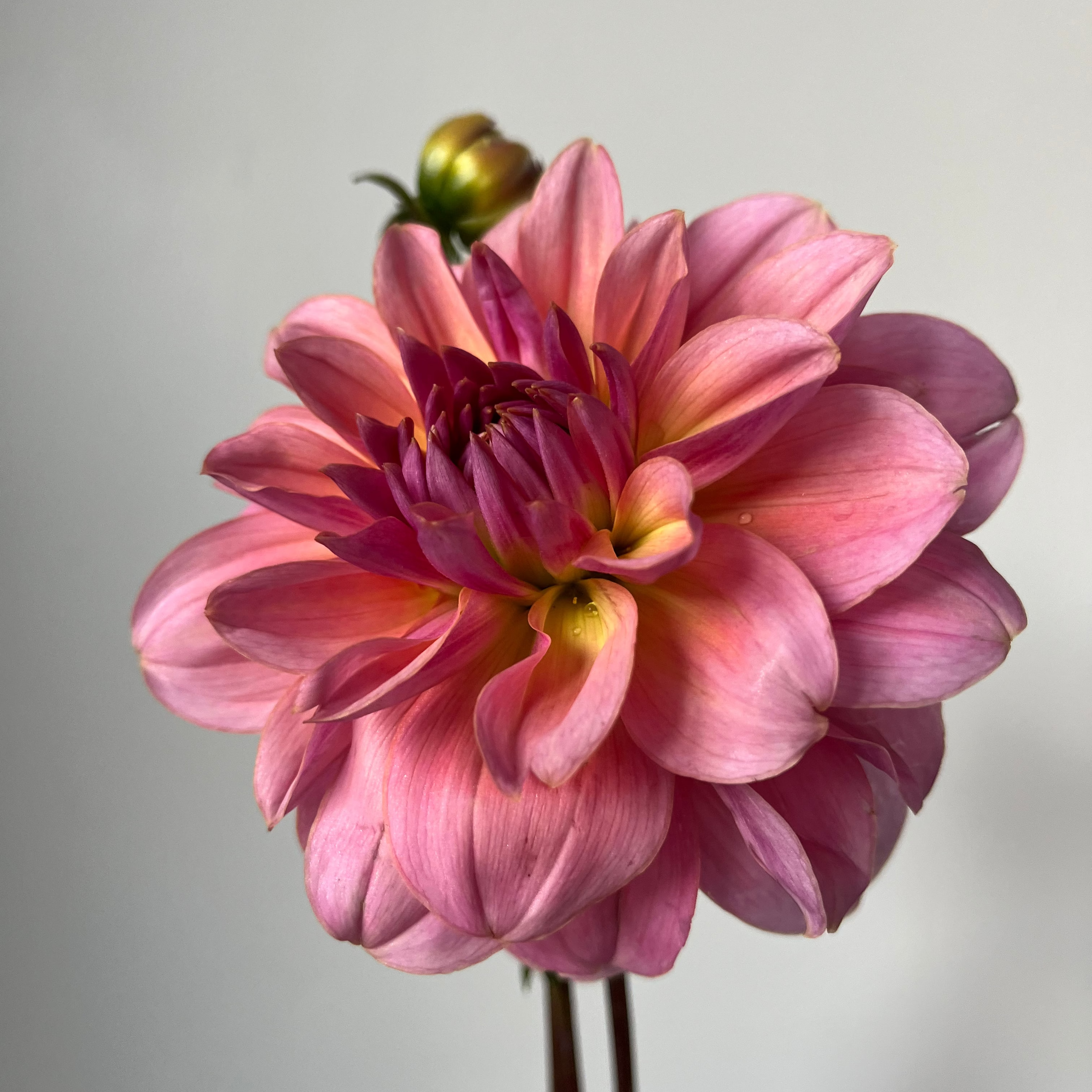 Dahlia 'Bracken Aquarius'