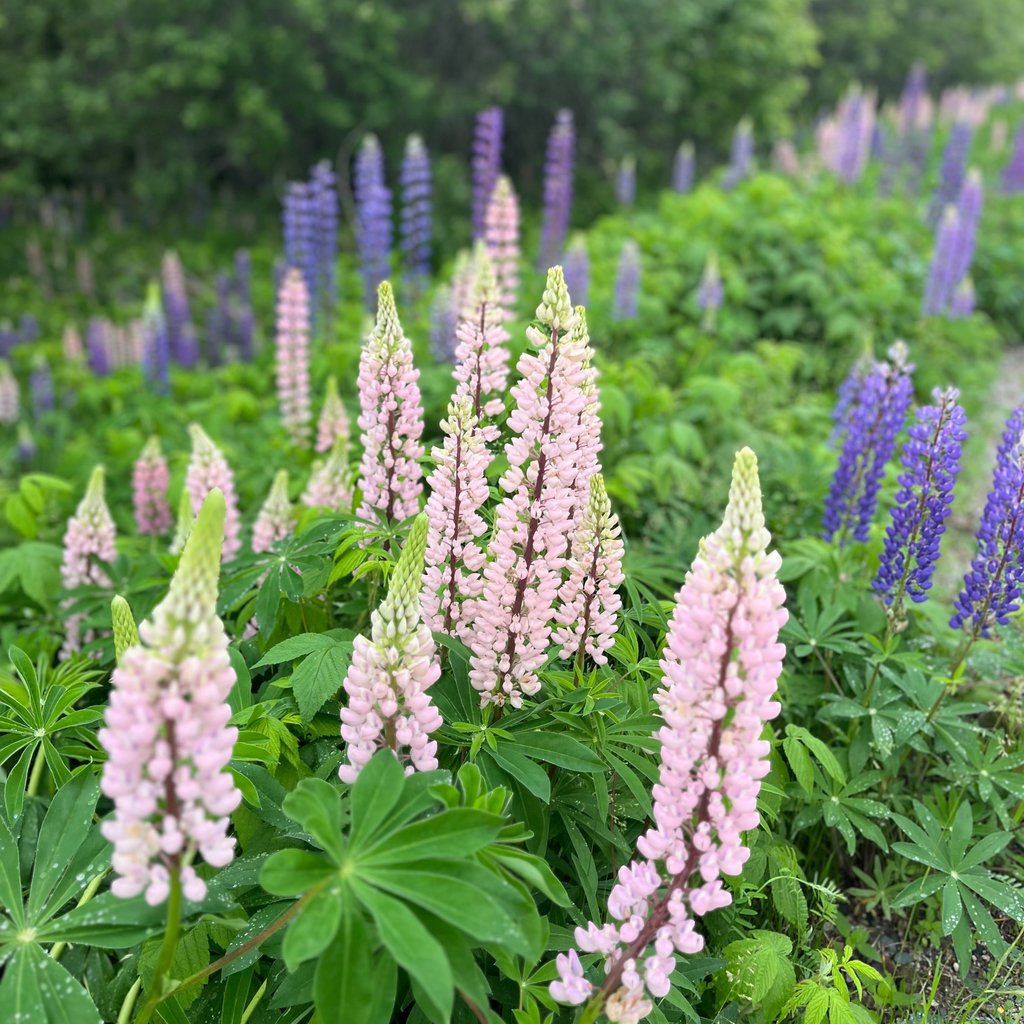 Lupine 'Wild Meadow'