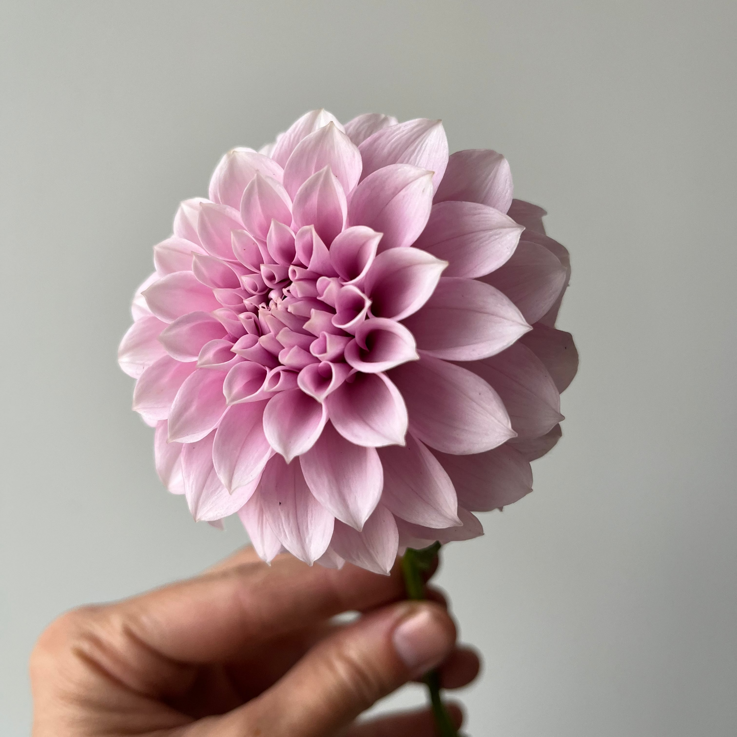 Dahlia 'Levi's Confessor'