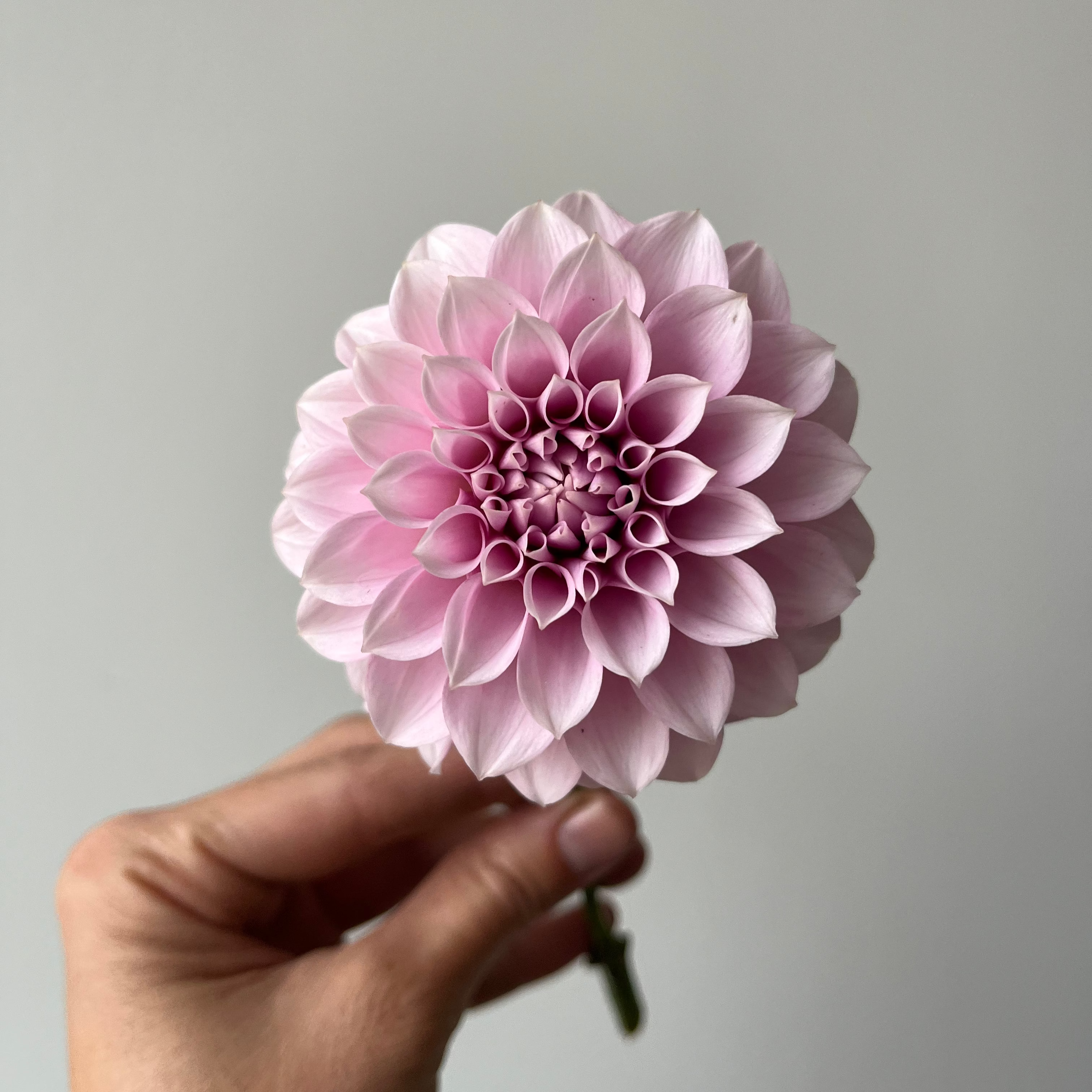 Dahlia 'Levi's Confessor'