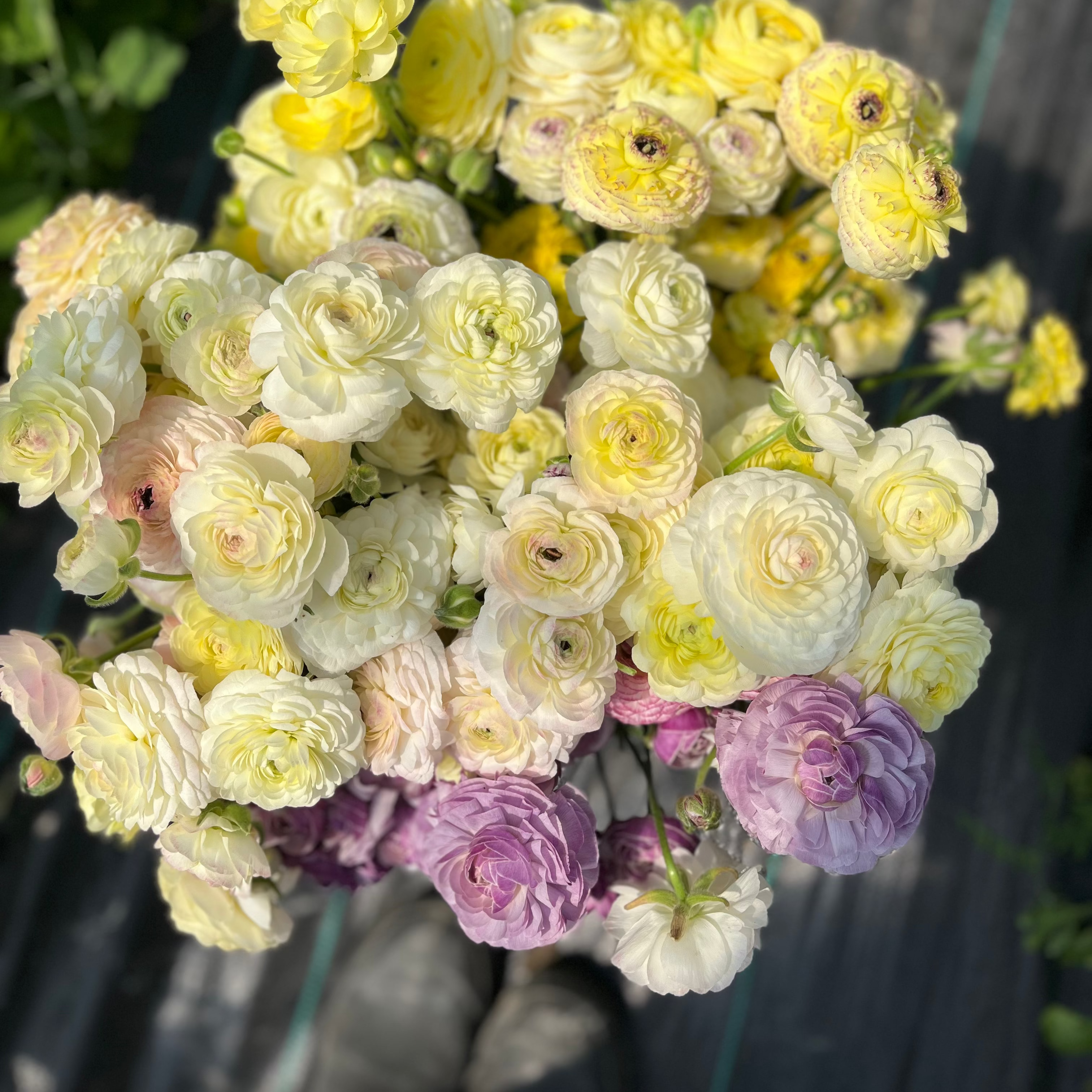 Ranunculus 'Cream'