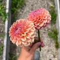Dahlia 'Snoho Jojo'