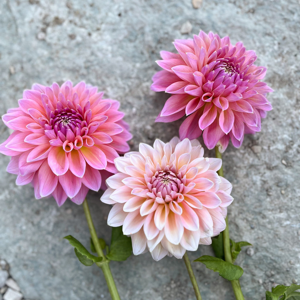 Dahlia 'Castle Drive'