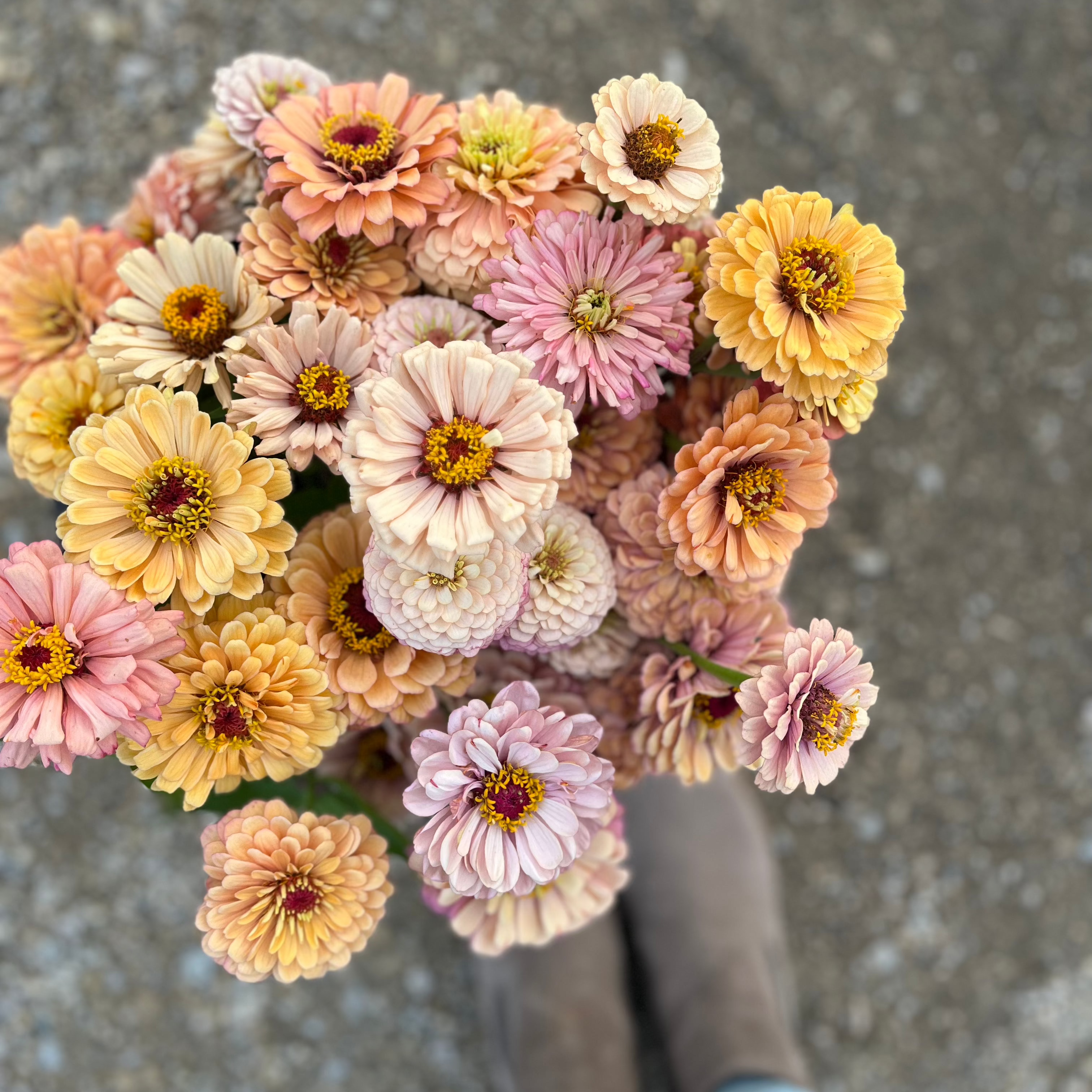 Zinnia 'Rich Pastels'