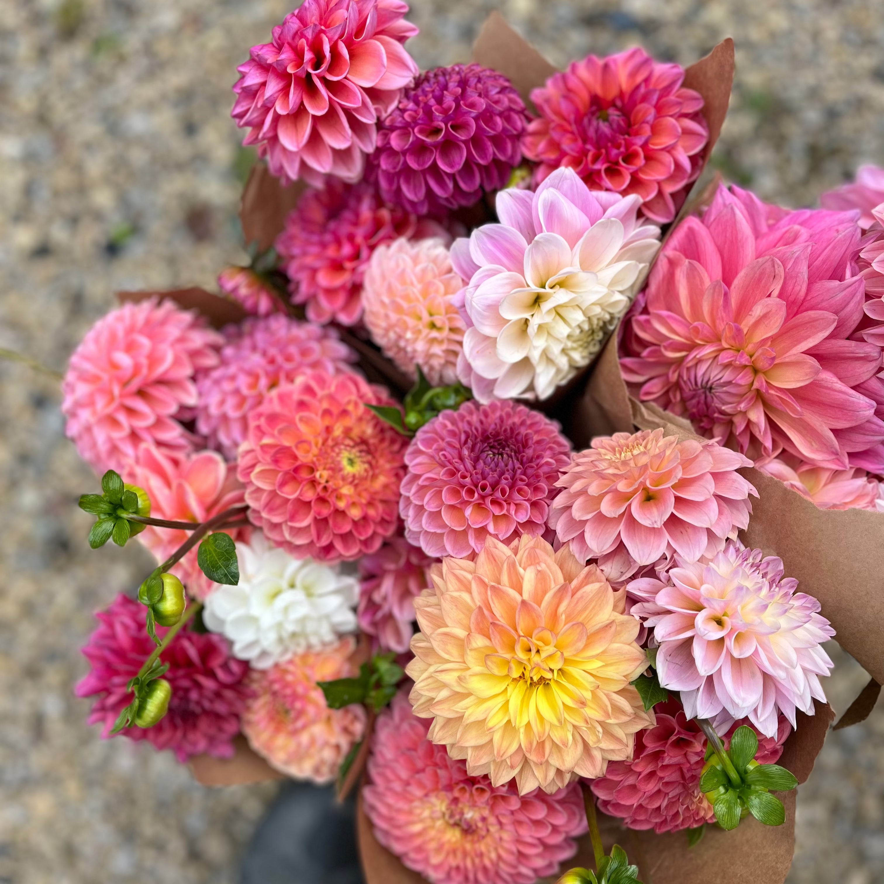 Bouquet Subscription DAHLIAS
