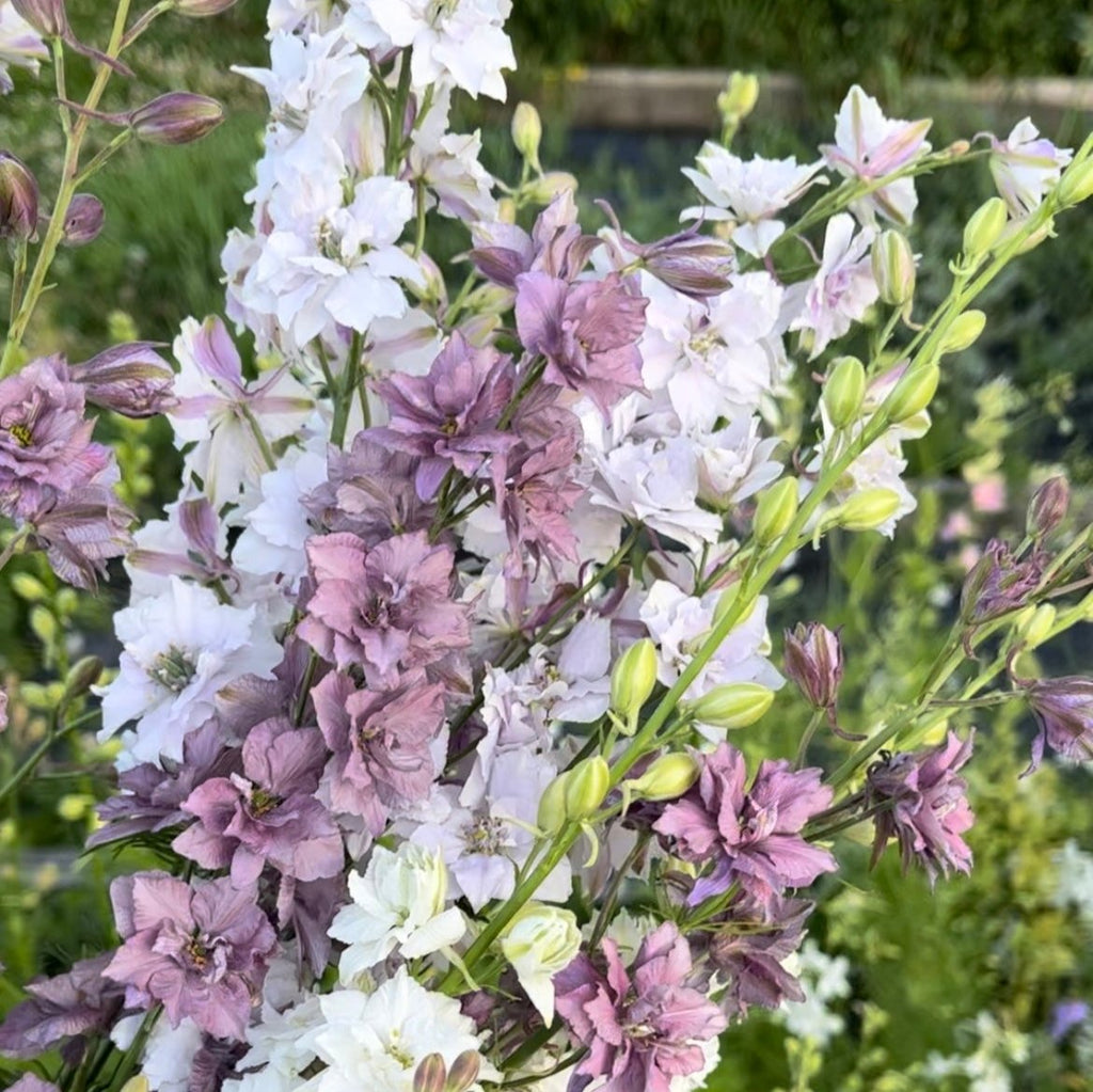 Cottage Garden Seed Collection