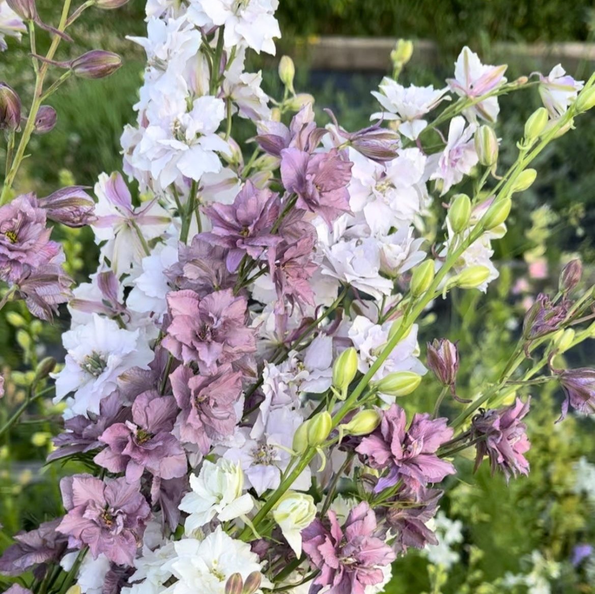 Cottage Garden Seed Collection