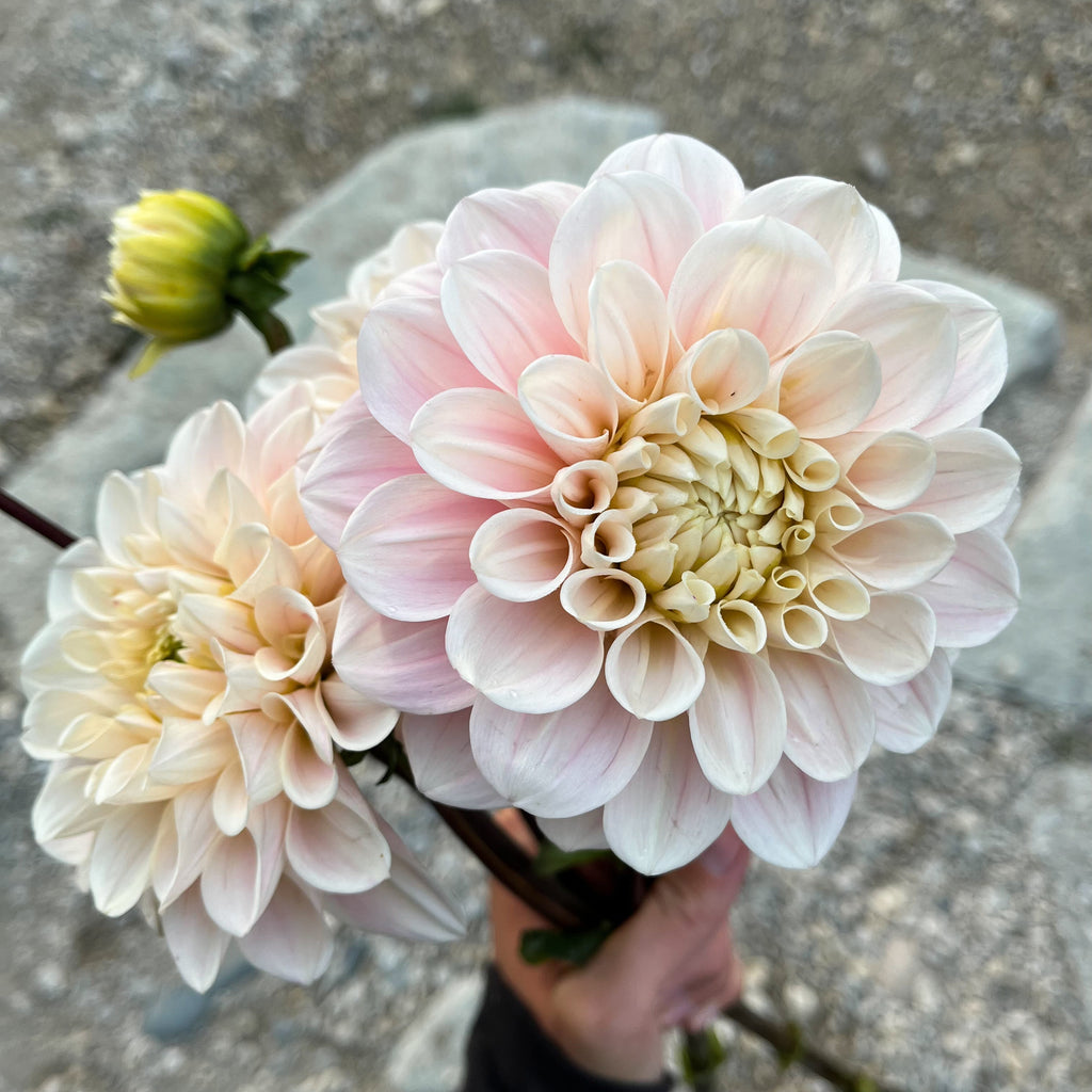 Dahlia 'Sweet Nathalie'