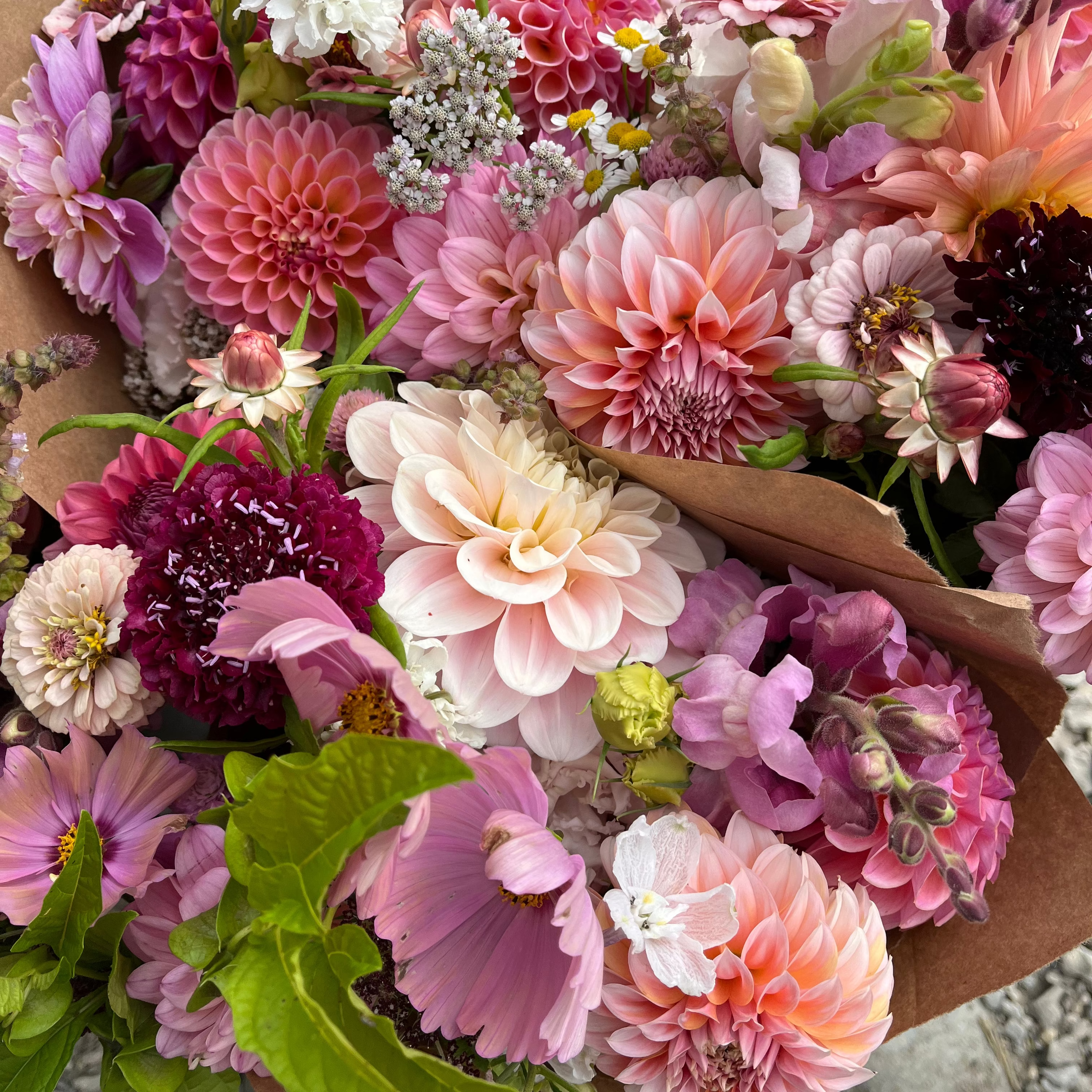 Cut-Flower Dahlia Collection
