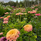 Zinnia 'Rich Pastels'