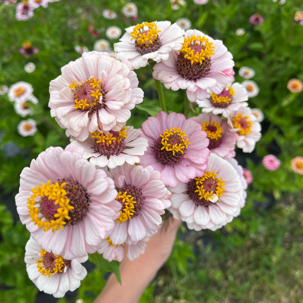 Zinnia 'Ballet Blush'
