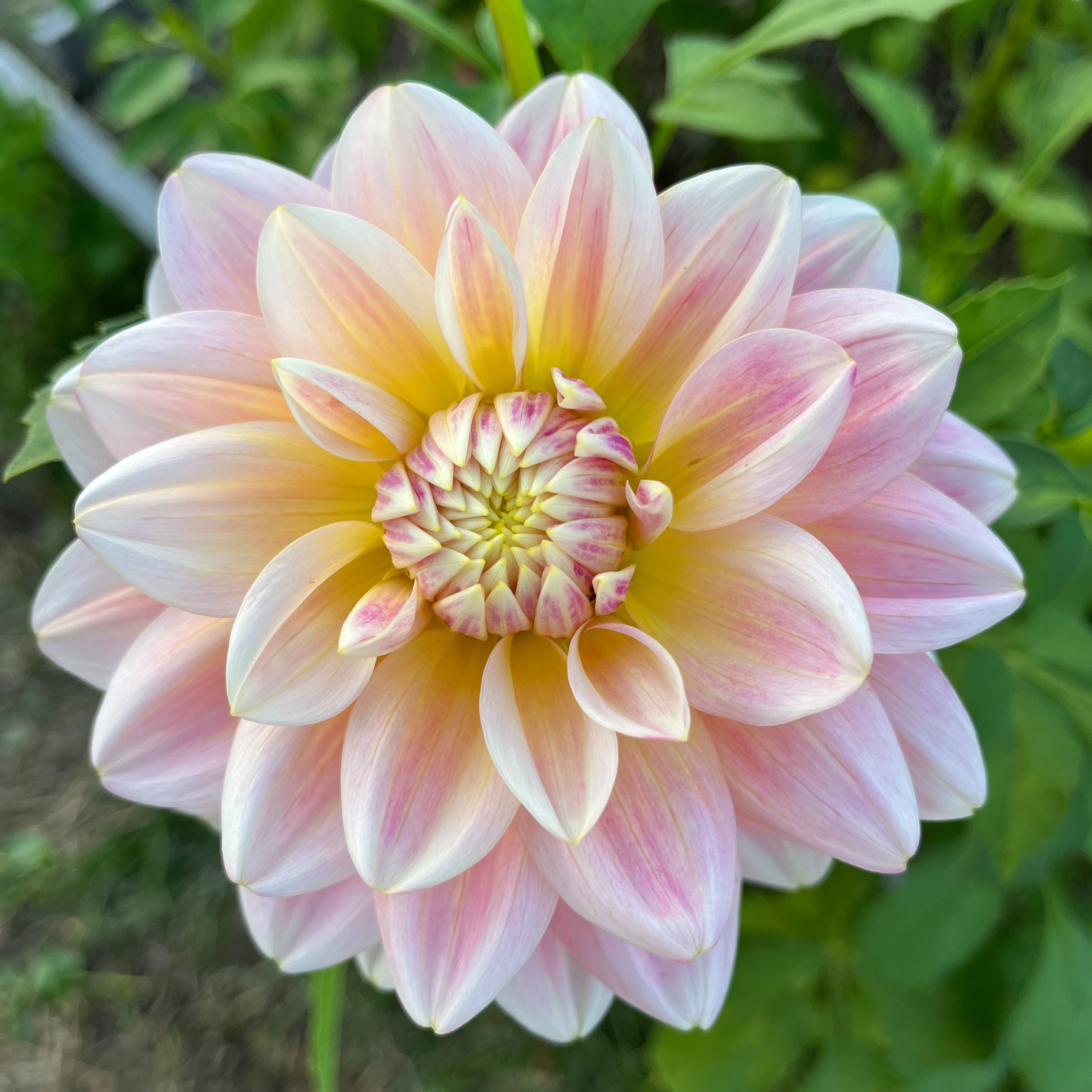 Dahlia 'Sheer Heaven'