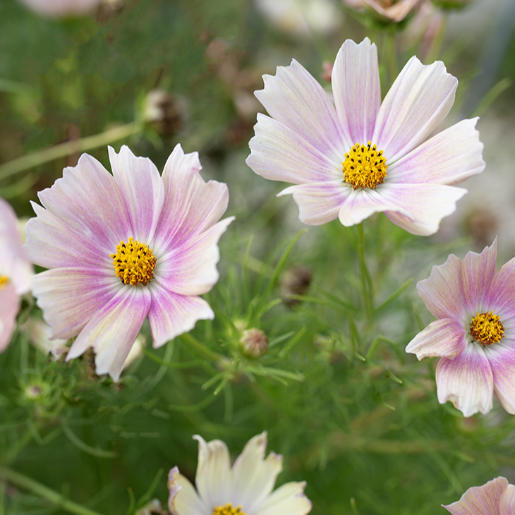 Cosmos 'Fleurelle's Field Blend'