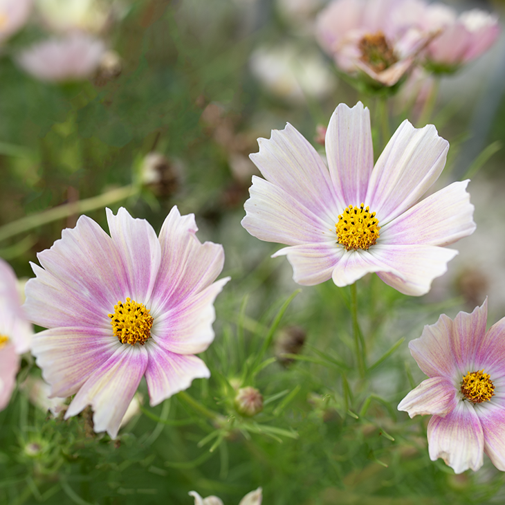 Cottage Garden Seed Collection