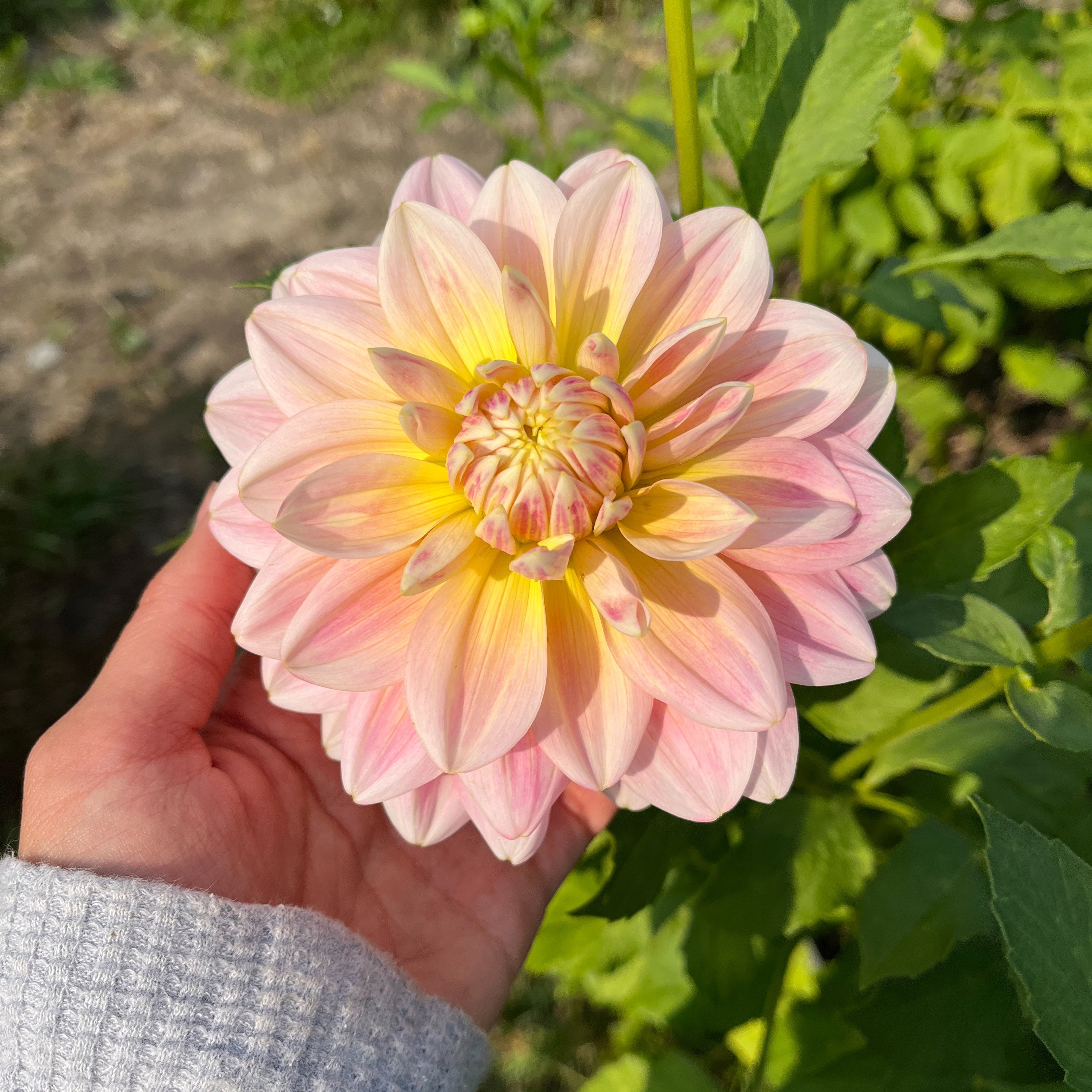 Dahlia 'Sheer Heaven'