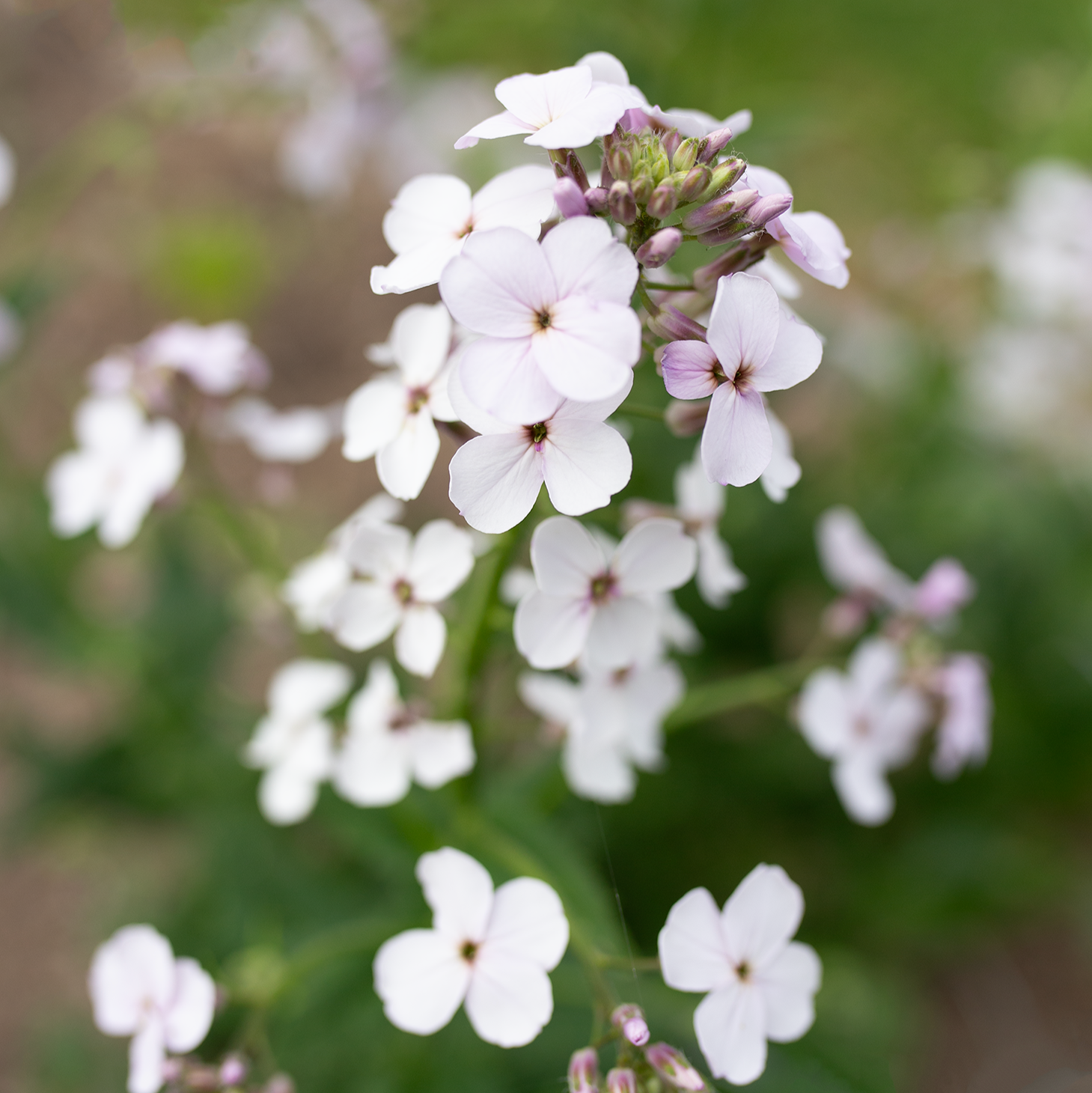 Sweet Rocket 'Pale Lavender'