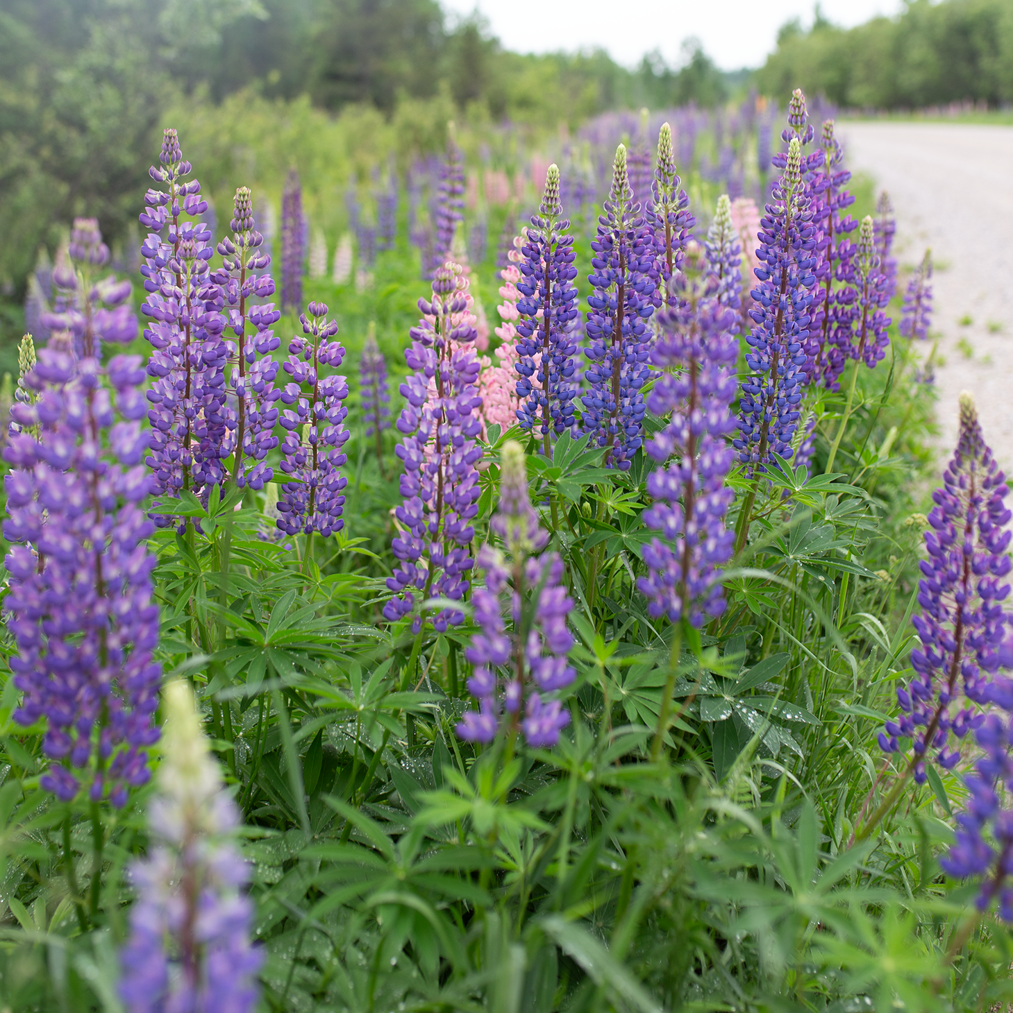 Lupine 'Wild Meadow'
