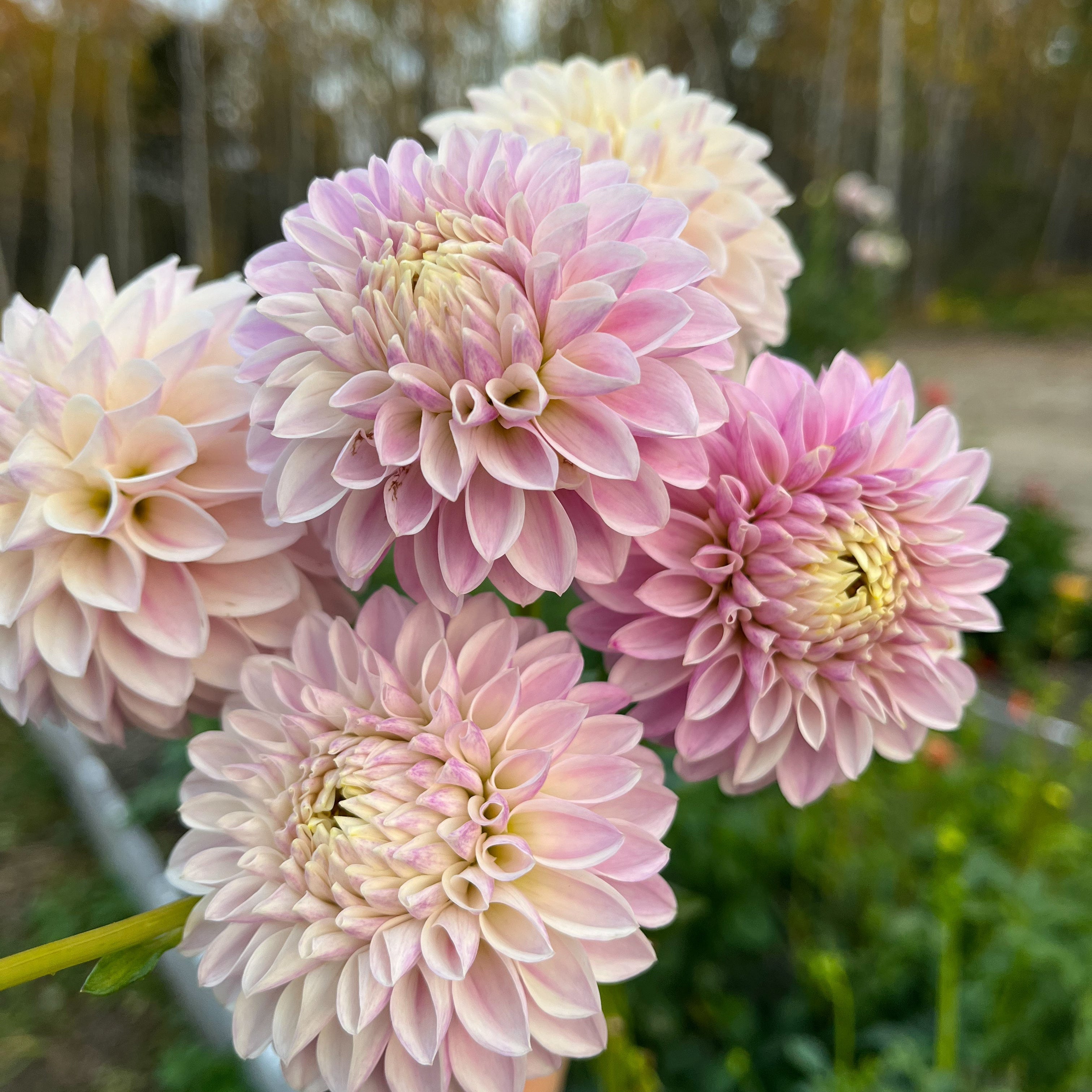 Dahlia 'Tahoma Kelli'