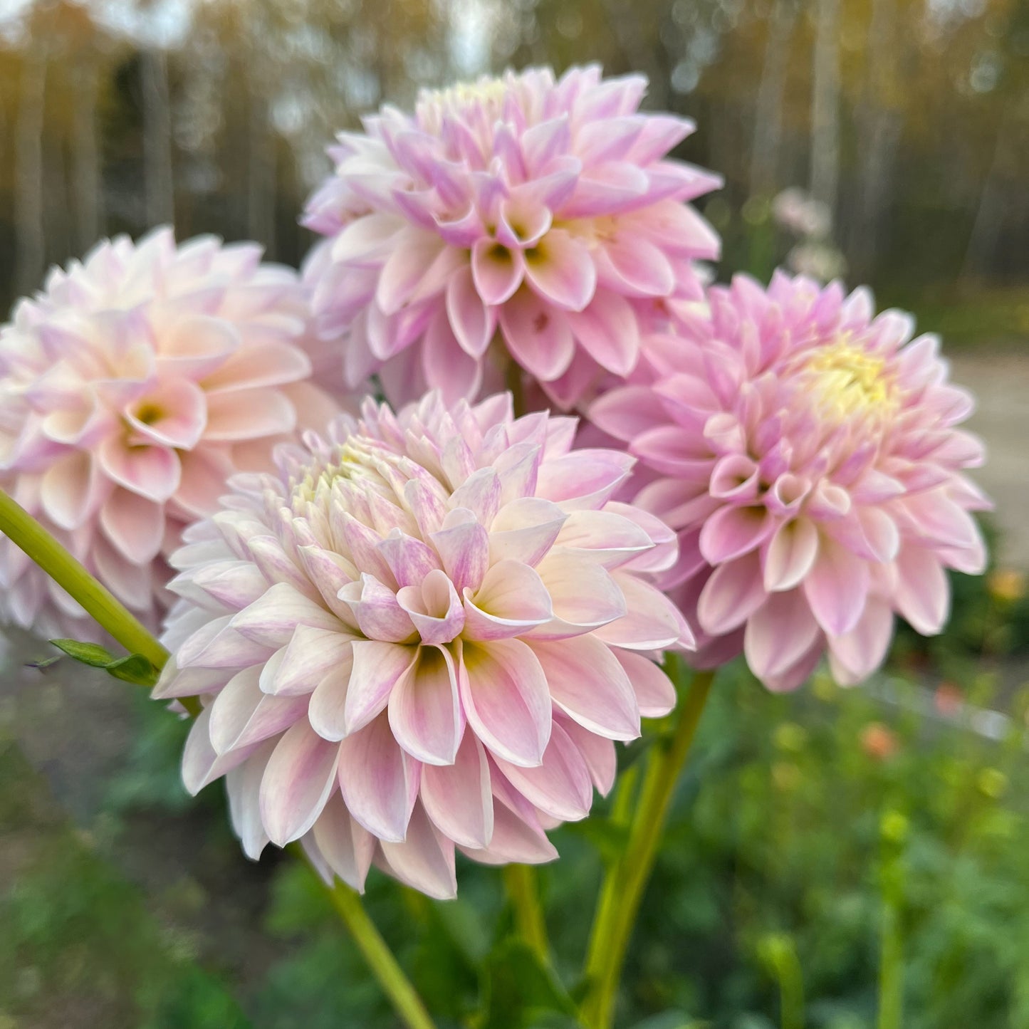 Dahlia 'Tahoma Kelli'