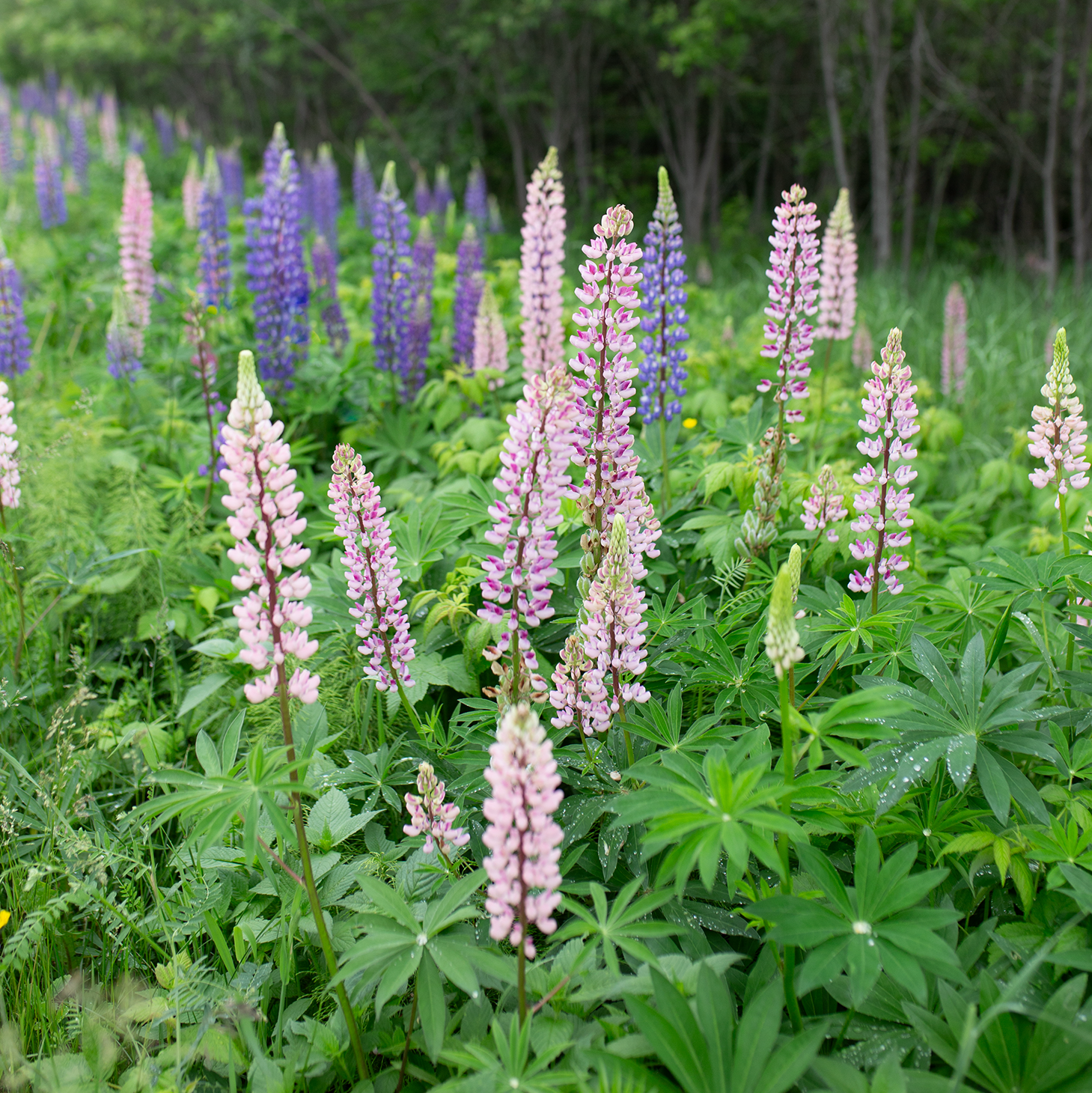 Lupine 'Wild Meadow'